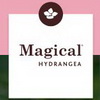 Magical Hydrangea