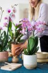 Foto: orchidsinfo. - Es muss nicht unbedingt ein Blumenstrauß sein. Auch blühende Topfpflanzen sind ein wunderbares Geschenk, mit dem man am Muttertag Zuneigung und Wertschätzung ausdrücken kann. 