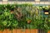 Foto: Max Kroll/Helix. - Das neuartige, wandgebundende Grünfassadensystem 'Die Wilde Klimawand' wurde zur Förderung der Artenvielfalt in dicht bebauten Räumen entwickelt.