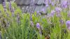 Foto: Helix. - Wer keinen Garten hat, muss auf das sommerliche Feeling, das Echter Lavendel verbreitet, nicht verzichten. Der Halbstrauch eignet sich auch für die Topfbepflanzung auf Balkon und Terrasse.