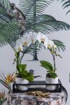 Foto: GPP. - Pure Schönheit: Phalaenopsis Orchideen gehören heute zu den beliebtesten Zimmerpflanzen. 