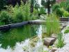 Foto: elegrass. - Ein Schwimmteich lebt von seiner natürlichen Bepflanzung. Hier gedeihen am flachen Ufer u.a. Schmalblättrige Rohrkolben (Typha angustifolia). 
