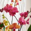 Foto: GPP. - Phalaenopsis-Orchideen blühen selbst in der warmen Jahreszeit zuverlässig mehrere Monate lang. 