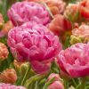 Foto: fluwel.de. - Romantische Opulenz für den Frühling verspricht die pinkfarbene 'Amazing Grace'.