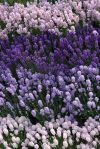 Foto: Helix. - Es gibt nicht nur den klassischen, dunkelvioletten Lavendel, sondern viele verschiedene Varianten. 