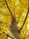 Foto: BGL. - Die fächerförmigen Blätter des Ginkgo (Ginkgo biloba) präsentieren sich im Herbst in einem intensiven Gelb. 