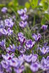 Foto: fluwel.de. - 'Spring Beauty ist einer der kleinsten Krokusse und wird nur wenige Zentimeter hoch. Zugleich gehört er zu den frühen Knollen: Schon Ende Februar kommt dieser Krokus zur Blüte.