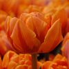 Foto: fluwel.de. - Die 'Orange Princess' zeigt sich ab Mitte März in einem satten Orange mit dunklem Streifen. 