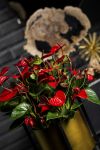 Foto: anthuriuminfo. - Eine Blume, die farblich hervorragend in die Advents- und Weihnachtszeit passt, ist die Anthurie. 