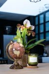 Foto: Orchidsinfo. - Frauenschuh-Orchideen sind echte Klassiker und schmückten die Wohnungen schon lange vor den Phalaenopsis. 