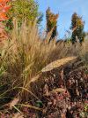 Foto: elegrass. - Wie fedrige Fackeln steht das Diamant-Reitgras (Calamgrostis brachytricha) noch spät im Herbst aufrecht.
