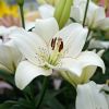 Foto: fluwel.de. - Die Lilie 'Eyeliner' zeigt ab Juni elegante, weiße Blüten mit zartem braunen Rand und attraktiven Pünktchen im Blütenherzen.