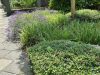 Foto: Helix. - Eine robuste Bodendeckerlandschaft im Vorgarten: Cotoneaster, Japan-Segge und als blühender Blickfang im späten Frühjahr der Lavendel. 
