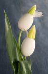 Foto: TPN/ibulb. - Die spitz zulaufenden Tulpenknospen erinnern bei dieser Kreation an die Schnäbel von jungen Vögeln, die die Eierschale gerade aufgepickt haben, um zu schlüpfen. 