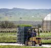 Foto: elegrass. - Unter Portugals Sonne im Freiland kultiviert: Jetzt werden die Gräser in Töpfen auf ihre Reise zu den Gartencentern geschickt.