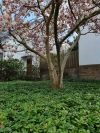 Foto: Helix. - Hier steht eine blühende Magnolie auf einem Teppich von Pachysandra in einem Vorgarten und geht mit dem Wurzeldruck des Baumes gelassen um. Selbst die verwelkten Blüten der Magnolie werden von den Bodendeckern verschluckt. 