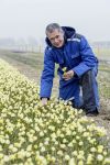 Foto: fluwel.de. -  Carlos van der Veek stammt aus einer berühmten &quot;Blumenzwiebel-Dynastie&quot;. Er züchtet und kultiviert Blumenzwiebeln und ist immer auf der Suche nach besonderen Neuheiten.