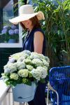 Foto: Magical Hydrangea. - Nicht nur im Garten, auch auf dem Balkon sorgen Hortensien aktuell für glückliche Gesichter.