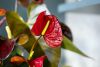 Foto: Anthuriuminfo. -  Die Blüten der Anthurien sind winzig und befinden sich auf dem länglichen Kolben, der aus dem auffälligen Hochblatt hervorragt.