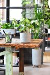Foto: JobPflanze.de. - Sind Büroräume mit echten, gesunden Pflanzen begrünt, ist die Arbeitsatmosphäre direkt freundlicher und gesünder.