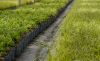 Foto: elegrass. - In Reih' und Glied stehen die Gräser in Töpfen in der Gärtnerei und warten auf die Reise in den Gartenfachhandel.