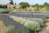 Foto: Helix. - Die Engländer entwickelten bereits im 13. Jahrhundert ein Faible für Lavendel. Da die mediterranen Gewächse gut mit den klimatischen Bedingungen auf der Insel zurechtkamen, wurden sie schnell  zu einem festen Bestandteil der dortigen Gartenkultur. 