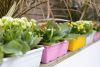 Foto: GPP. - Kalanchoë haben sich in den letzten Jahren zu einer der beliebtesten Blumen für den Außenbereich entwickelt. Dank ihrer enormen Vielfalt macht das Dekorieren im Freiluftwohnzimmer besonders viel Spaß. 