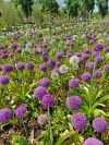 Foto: fluwel.de. - Die Allium sind die letzten Frühjahrsblüher der Saison und sie machen bis weit in den Sommer einen imposanten Eindruck. Je mehr, desto mehr.